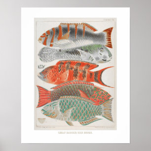 Great Barrier Reef Fishin Coral, Art Print