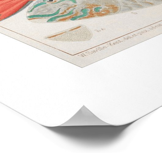 Great Barrier Reef Fishin Coral, Art Print (Hoek)