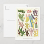 Great Barrier Reef Koralen Briefkaart (Voorkant / Achterkant)