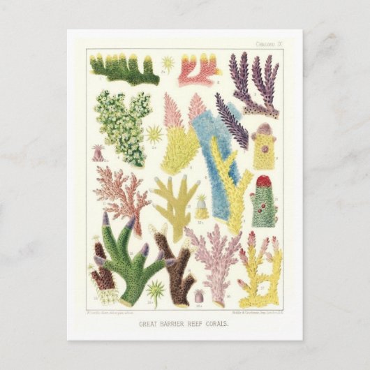 Great Barrier Reef Koralen Briefkaart (Voorkant)