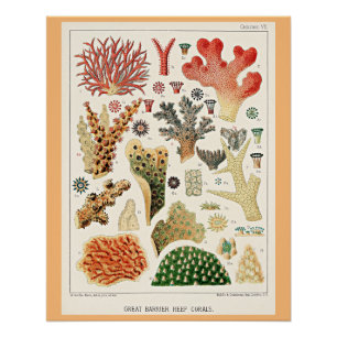 Great Barrier Reef Koralen Perfect Poster