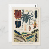 Great Barrier Reef Molluscs en Planari Briefkaart (Voorkant / Achterkant)