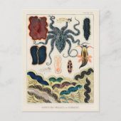 Great Barrier Reef Molluscs en Planari Briefkaart (Voorkant)