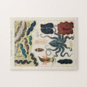 Great Barrier Reef Molluscs en Planari Legpuzzel (Horizontaal)