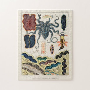 Great Barrier Reef Molluscs en Planari Legpuzzel