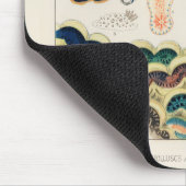 Great Barrier Reef Molluscs en Planari Muismat (Hoek)