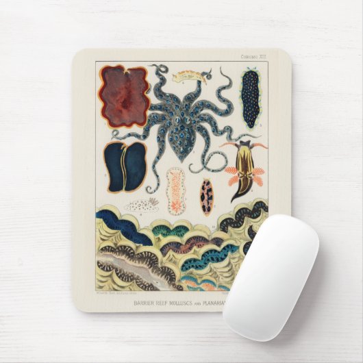  Great Barrier Reef Molluscs en Planari Muismat (Met muis)