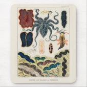  Great Barrier Reef Molluscs en Planari Muismat (Voorkant)