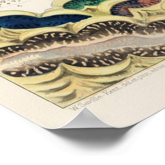 Great Barrier Reef Molluscs en Planari Poster (Hoek)