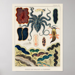 Great Barrier Reef Molluscs en Planari Poster