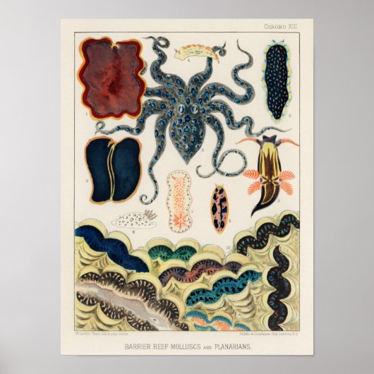 Great Barrier Reef Molluscs en Planari Poster (Voorkant)