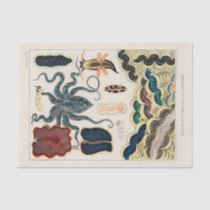  Great Barrier Reef Molluscs en Planari Tissuepapier