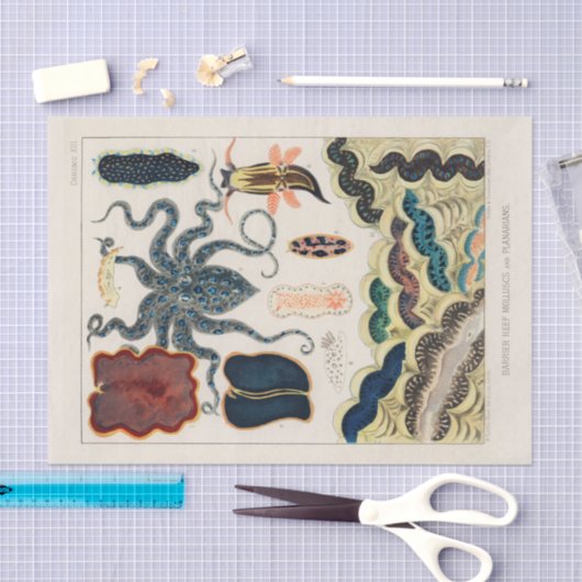  Great Barrier Reef Molluscs en Planari Tissuepapier (Craft)