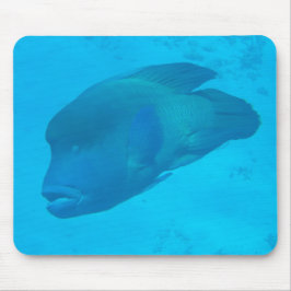 Great Barrier Reef Napoleon Wrasse Fish Muismat