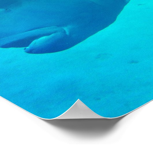 Great Barrier Reef Napoleon Wrasse Fish Poster (Hoek)