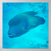 Great Barrier Reef Napoleon Wrasse Fish Poster (Voorkant)