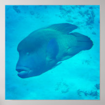 Great Barrier Reef Napoleon Wrasse Fish