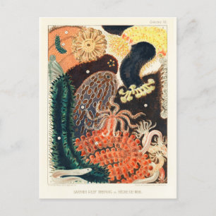 Great Barrier Reef Trepang of Bêche-de-Mer Briefkaart