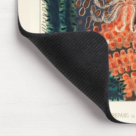  Great Barrier Reef Trepang of Bêche-de-Mer Muismat (Hoek)