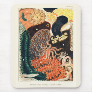  Great Barrier Reef Trepang of Bêche-de-Mer Muismat