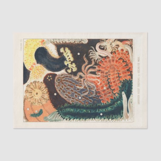 Great Barrier Reef Trepang of Bêche-de-Mer Tissuepapier (Voorkant)