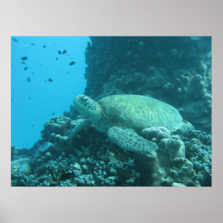 Great Barrier Reef Turtle Poster