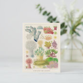  Great Barrier Reef van Australia Alcyonaria Briefkaart (Staand voorkant)