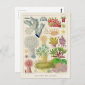  Great Barrier Reef van Australia Alcyonaria Briefkaart (Voorkant / Achterkant)