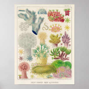  Great Barrier Reef van Australia Alcyonaria Poster