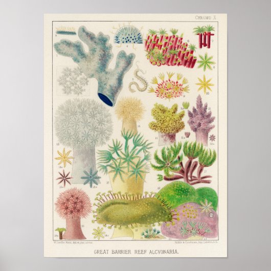  Great Barrier Reef van Australia Alcyonaria Poster (Voorkant)