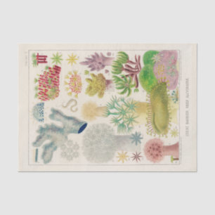  Great Barrier Reef van Australia Alcyonaria Tissuepapier