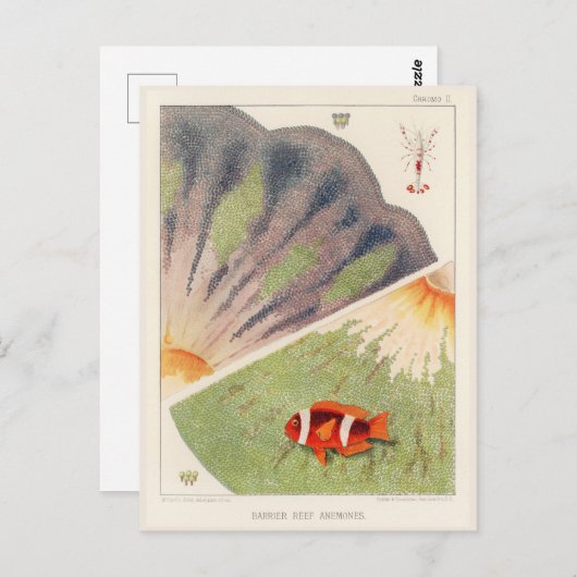  Great Barrier Reef van Australia Anemones Briefkaart (Voorkant / Achterkant)