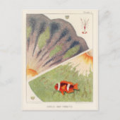  Great Barrier Reef van Australia Anemones Briefkaart (Voorkant)