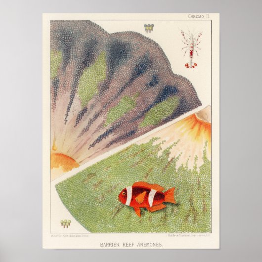 Great Barrier Reef van Australia Anemones Poster (Voorkant)
