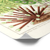  Great Barrier Reef van Australia Anemones Poster (Hoek)