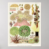  Great Barrier Reef van Australia Anemones Poster (Voorkant)