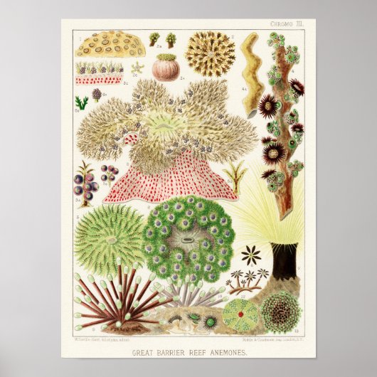  Great Barrier Reef van Australia Anemones Poster (Voorkant)