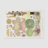  Great Barrier Reef van Australia Anemones Tissuepapier (Voorkant)