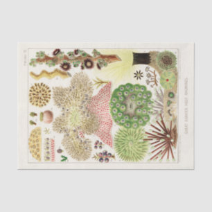  Great Barrier Reef van Australia Anemones Tissuepapier