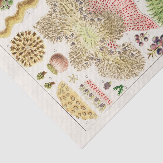  Great Barrier Reef van Australia Anemones Tissuepapier (Detail)