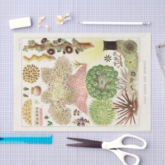  Great Barrier Reef van Australia Anemones Tissuepapier (Craft)