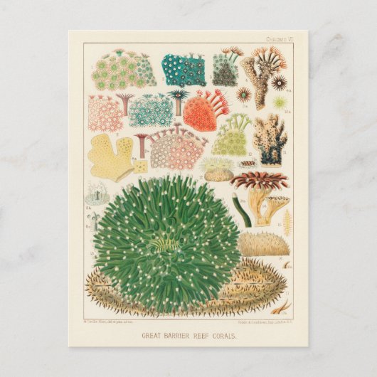  Great Barrier Reef van Australia Corals Briefkaart (Voorkant)