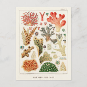 Great Barrier Reef van Australia Corals Briefkaart