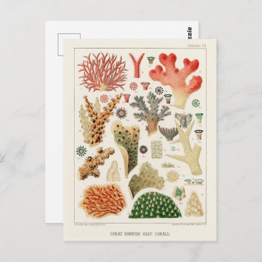  Great Barrier Reef van Australia Corals Briefkaart (Voorkant / Achterkant)