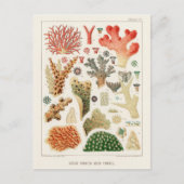  Great Barrier Reef van Australia Corals Briefkaart (Voorkant)