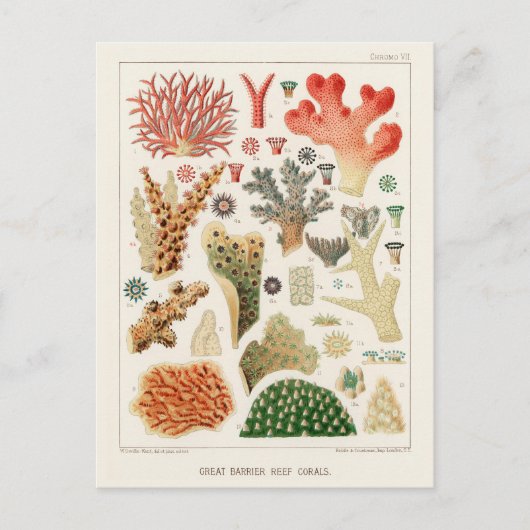 Great Barrier Reef van Australia Corals Briefkaart (Voorkant)