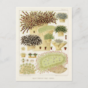  Great Barrier Reef van Australia Corals Briefkaart