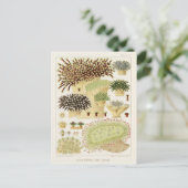 Great Barrier Reef van Australia Corals Briefkaart (Staand voorkant)