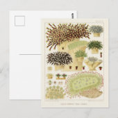 Great Barrier Reef van Australia Corals Briefkaart (Voorkant / Achterkant)