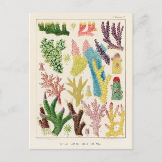 Great Barrier Reef van Australia Corals Briefkaart (Voorkant)